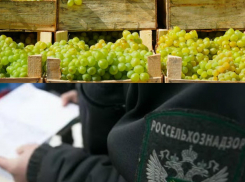 Египетский виноград не удастся попробовать новороссийцам