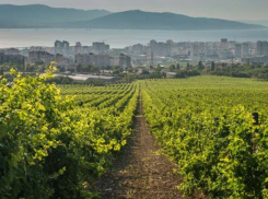 Новороссийские аграрии уходят на каникулы: речь о тех, у кого есть кредиты