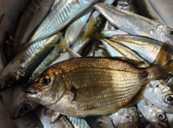 Ловись, рыбка! Какую рыбу ловят новороссийцы в День рыбака