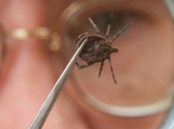 Совсем скоро кровопийцы проснутся: новороссийцев предупредили о нашествии комаров и клещей