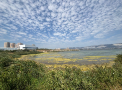 Суджукская лагуна уже покрылась тиной: сотни мальков не могут выйти в Чёрное море 