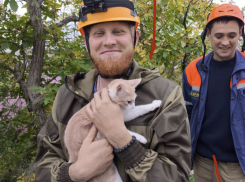 До смерти испуганного кота выручили спасатели в Новороссийске
