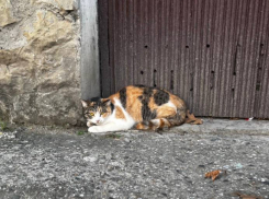 Испуганная домашняя кошка из Новороссийска ждёт хозяев 