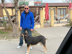 «Собака лежала на спине, он избивал ее кулаками»: вопиющий случай произошел в Новороссийске 
