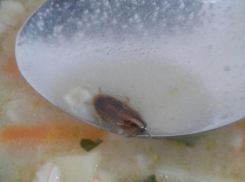 Суп с тараканом подали в инфекционной больнице Новороссийска