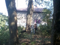 Дубовую рощу уничтожают в Абрау-Дюрсо 