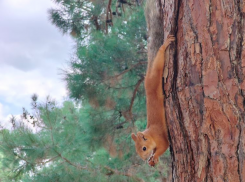 Гороскоп от «Блокнота»: Весы – идите в сад, а Козерогам пора убраться