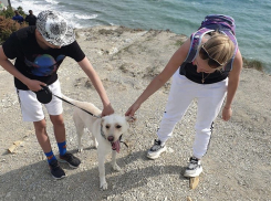 Спасатели Новороссийска сохранили жизнь собаке, сорвавшейся со скалы