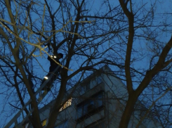 Повис на уровне четвертого этажа: новороссийские спасатели выехали на необычный вызов  