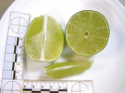 При проверке «лимон» оказался «лаймом»: таможенники Новороссийска пресекли незаконный ввоз цитрусовых