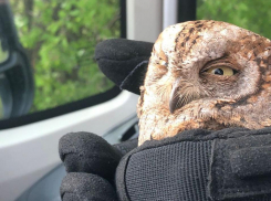 Спасатели Новороссийска забрали совенка на воспитание 