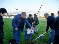 Новороссийская набережная становится ещё зеленее: высажено 20 молодых лип