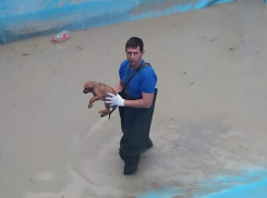 Любая жизнь для нас - жизнь: новороссийские спасатели вызволили утопающего щенка из бассейна