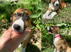 Собачку вернули, как вещь: Звездочка из Новороссийска ищет любящую семью