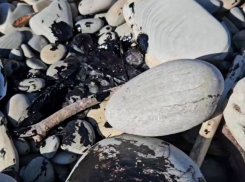 На одном из пляжей Новороссийска нашли следы мазута: там загорают люди 