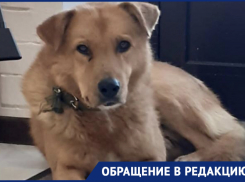 «Вы наша последняя надежда!»: новороссийцы призывают спасти бездомного пса