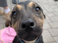 80 новороссийских собак попали в “Ковчег” и очень ждут своих хозяев