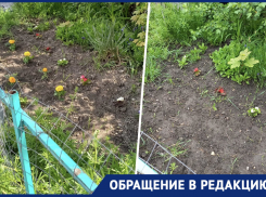 «Найти бы и руки оторвать»: по ночам в Новороссийске орудует «цветочный маньяк»