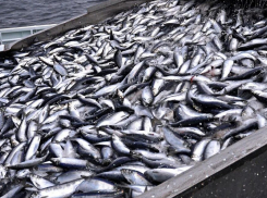 43 миллиона получили рыболовы Новороссийска: сколько рыбы выловили из Чёрного моря в 2025 году