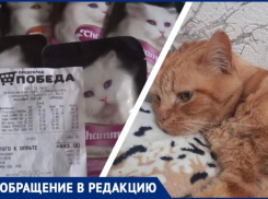 Грустный Пусик: жительница Новороссийска не смогла накормить кота из-за «испорченного» корма