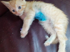 В Новороссийске удалось избежать страшной гибели совсем крошечного котенка