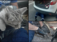 Чудом выжил: новороссийские спасатели достали котенка, застрявшего в автомобиле