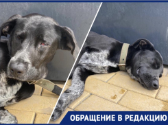 Обессиленный пес без глаза мучается на набережной Новороссийска 