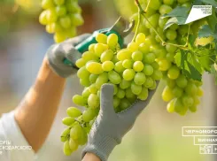 Черноморская винная неделя: искусство душевного отдыха в сердце Краснодарского края