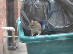 Пока ночью моют новороссийские остановки, рядом резвятся крысы