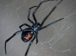 Нашествие ядовитых пауков: жители юга России стали чаще встречать каракуртов 
