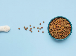 Держитесь, котики: популярные корма для животных могут исчезнуть с полок магазинов в Новороссийске 