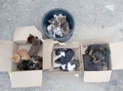 Раевским “разводчикам” грозит штраф до 30 000 рублей