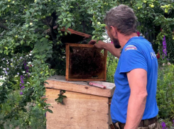 Новороссийские спасатели «обезвредили» рой пчел во дворе жилого дома