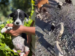 «Их бросили погибать!»: новороссийцы выбросили щенят на железнодорожные пути