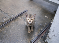 Замурованные бездомные животные — что не так с закрытыми продухами в Новороссийске