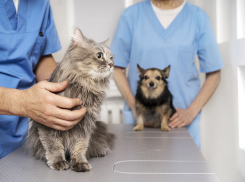 У новороссийцев может появиться «кэшбек» за лечение животных