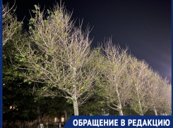 «Как будто кислотой облили»: жительница Новороссийска о деревьях на Набережной