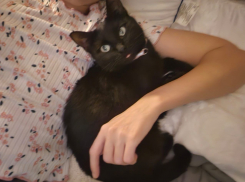 Жительница Новороссийска нашла свою пропавшую кошку на операционном столе спустя год