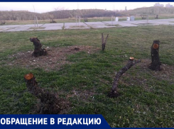 Новороссийцы опечалены: кусты на Малой земле кронировали под корень
