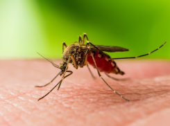 Растет число заболевших лихорадкой Западного Нила - есть ли опасность для новороссийцев