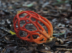 Смертельно опасный гриб могут встретить жители Новороссийска 