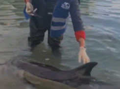 В Черном море спасают дельфина: срочно нужна помощь