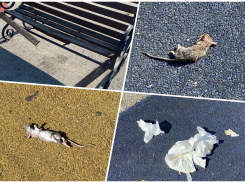 «Дохлые мыши, подгузник с фекалиями»: что случилось на детской площадке Новороссийска