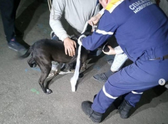 Новороссийские спасатели помогли братьям нашим меньшим