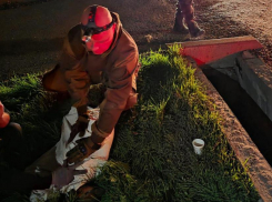 Собаку сбил автомобиль: о чудесном спасении пса в Новороссийске