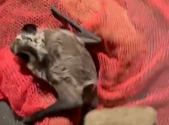 Жуткое существо незаконно проникло в жилье новороссийцев: кого еще выручили спасатели