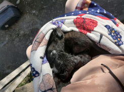 Полиция в Новороссийске взялась за живодера, бросившего щенков в мешке