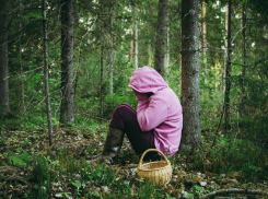 Заблудилась и провела ночь в лесу: спасатель из Новороссийска о грибниках и их исчезновениях