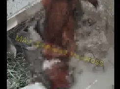 18+ Кровавое побоище собак в Новороссийске засняли очевидцы 