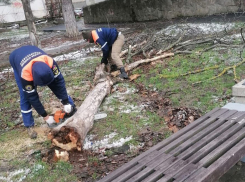 Мощный ветер в Новороссийске валит деревья: ходите осторожнее 